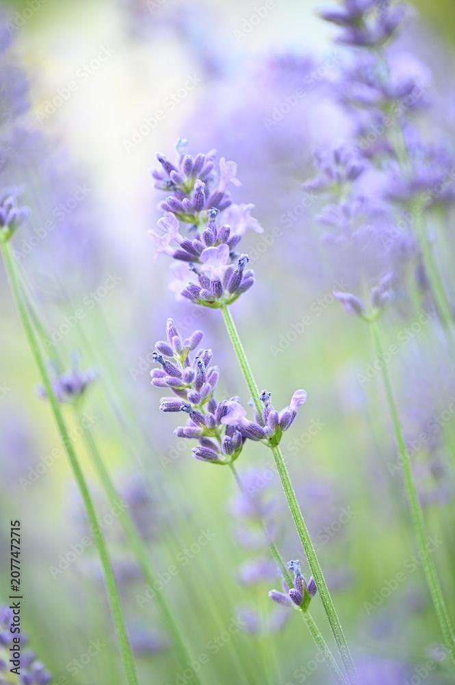 Obraz premium Soft-focus lavender flowers creating a beautiful summer background with gentle daylight.
