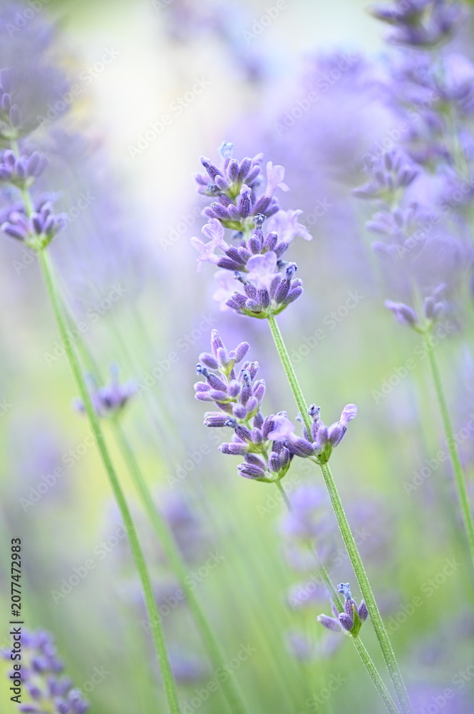 Obraz premium Blooming lavender flowers in a garden on a sunny day. The image highlights vibrant purple blossoms, fragrant plants, and a peaceful natural atmosphere, perfect for gardening and summer themes.