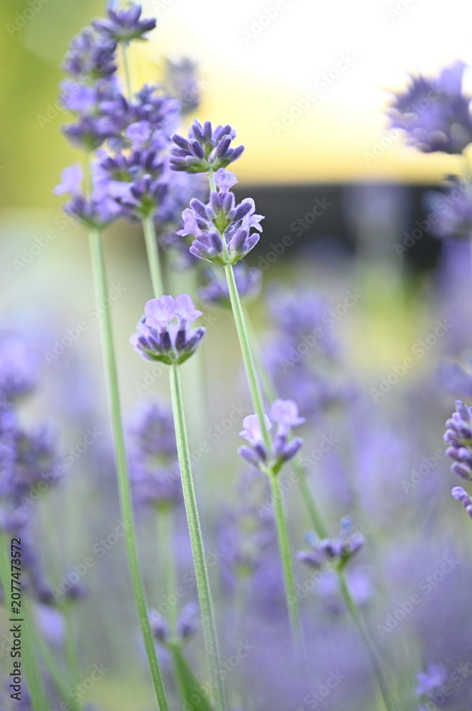 Obraz premium Blooming lavender flowers in a garden on a sunny day. The image highlights vibrant purple blossoms, fragrant plants, and a peaceful natural atmosphere, perfect for gardening and summer themes.