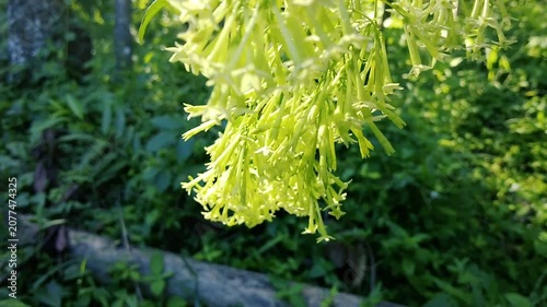 Close up of cascading pale yellow night blooming jasmine flowers in a sunny green garden