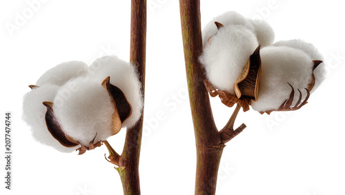 Foto Cotton plant branches with fluffy white bolls and brown seed pods