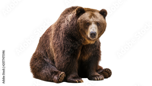 Φωτογραφία Brown grizzly bear sitting full body, looking forward