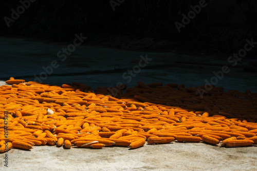 Bright yellow corn cobs drying on a concrete courtyard under the sun