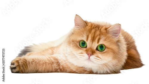 Foto Golden British Shorthair cat with green eyes lying down