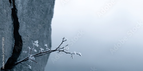 Fragile growth emerges from a deep fissure in stone