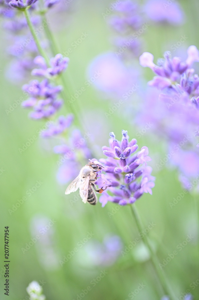 Obraz premium Blooming lavender flowers in a garden on a sunny day. The image highlights vibrant purple blossoms, fragrant plants, and a peaceful natural atmosphere, perfect for gardening and summer themes.