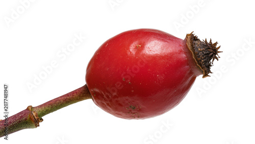 Fotografie Red rose hip with stem and calyx