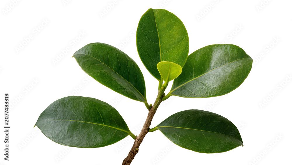 Fototapeta premium Ficus branch with five green leaves and new growth