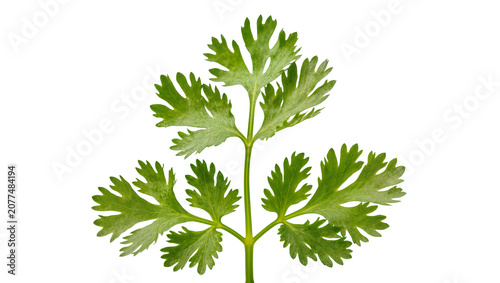 Tableau sur toile Fresh green cilantro leaves on stem