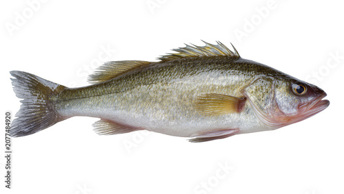 Photos Freshwater fish with scales and fins, studio shot
