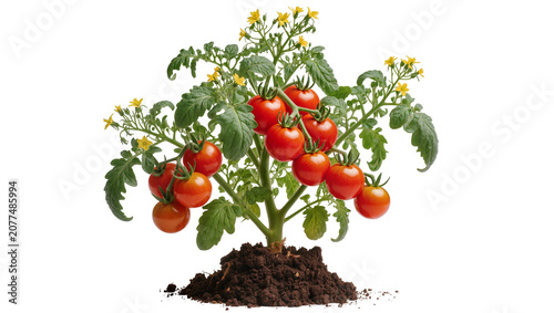 Schilderij op canvas Ripe red cherry tomatoes growing on a green plant with yellow flowers