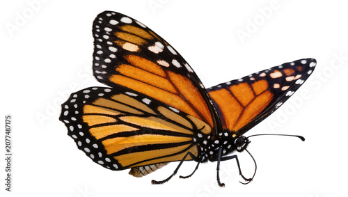 Tableau sur toile Monarch butterfly with orange wings and black spots