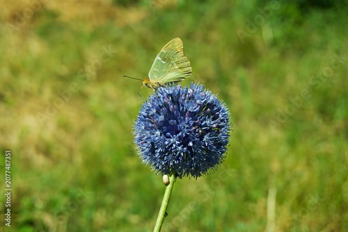 Foto Yellow brimstone butterfly collecting nectar on a blue globe thistle flower