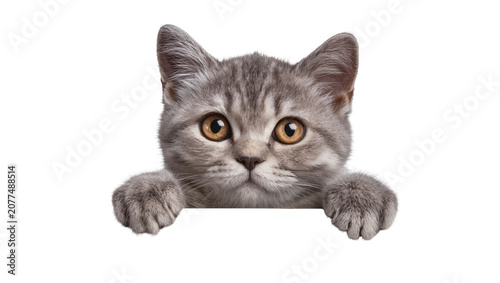 Cuadro en lienzo Scottish Fold kitten peeking over edge