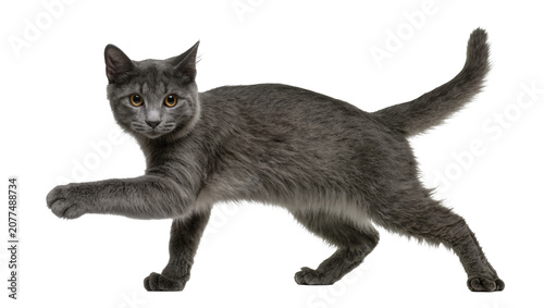 Fotografie Gray cat with yellow eyes reaching forward with paw