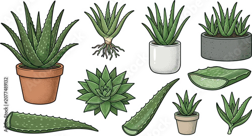 Aloe Vera Plant Vector Illustration Set Featuring Potted Succulents, Cut Leaves, Slices, and Organic Skincare Botanical Graphic Elements
