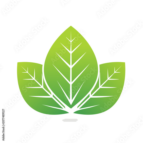 Green Leaf Vector Illustration with White Veins