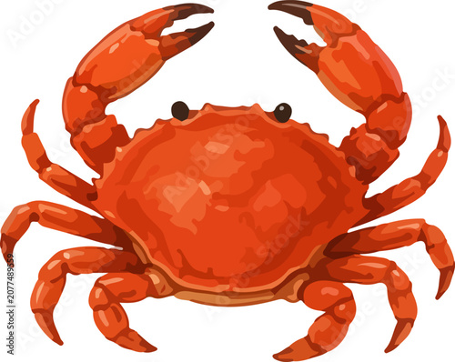 Bilde på lerret Fresh Crab Illustration Isolated Seafood Ingredient For Cooking Menu And Food De