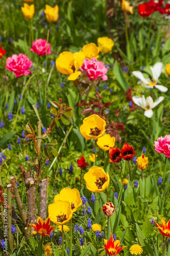 Obraz premium Bunt blühendeTulpen (Tulipa) in einem Vorgarten, Deutschland