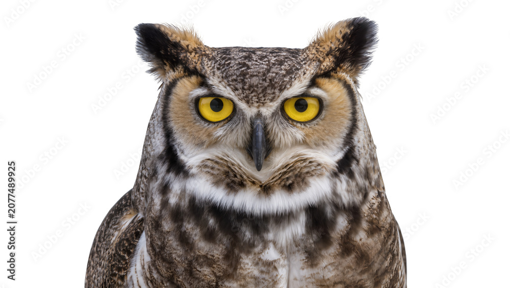 Obraz premium Great Horned Owl with bright yellow eyes and ear tufts
