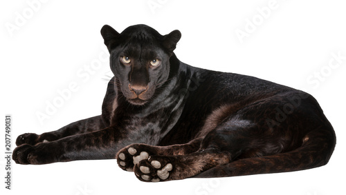 Fotografie Black panther lying down with yellow eyes