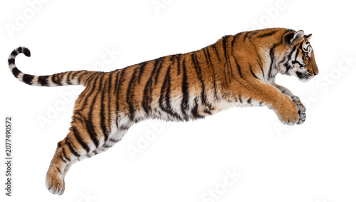 Vászonkép Tiger leaping mid-air with striped fur and white belly