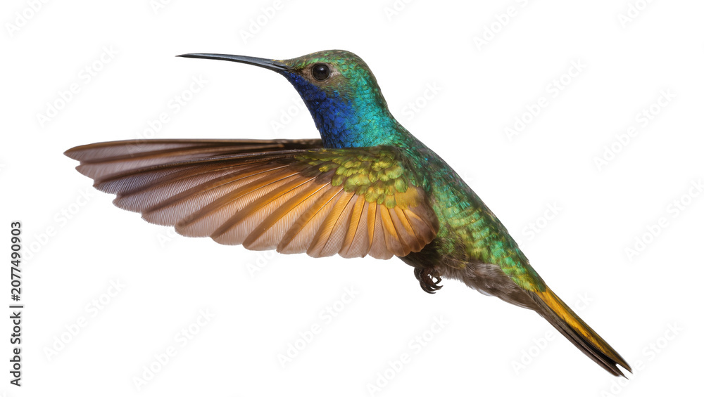 Fototapeta premium Hummingbird with iridescent green and blue feathers in flight