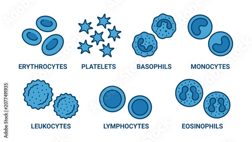 Fotografie Types of blood cells including erythrocytes platelets basophils monocytes leukoc