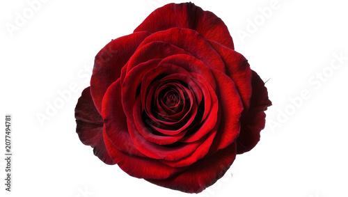 Obraz na płótnie Deep red rose bloom with velvety petals