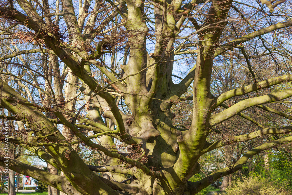 Fototapeta premium Kahler knorriger Baum mit Ästen im Winter, Deutschland