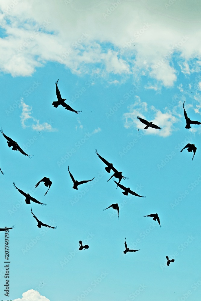 Obraz premium Flock of black birds flying high in the blue cloudy sky