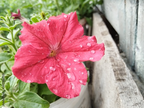 flower, pink, flowers, nature, garden, plant, spring, blossom, summer, flora, beauty, bloom, floral