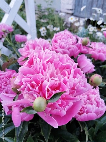 flower, pink, flowers, nature, garden, plant, spring, blossom, summer, flora, beauty, bloom, floral