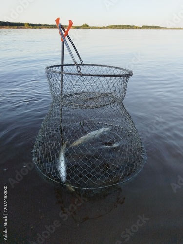 fish, fishing