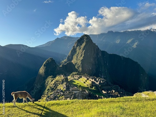 Photos Llama Grazing at Machu Picchu