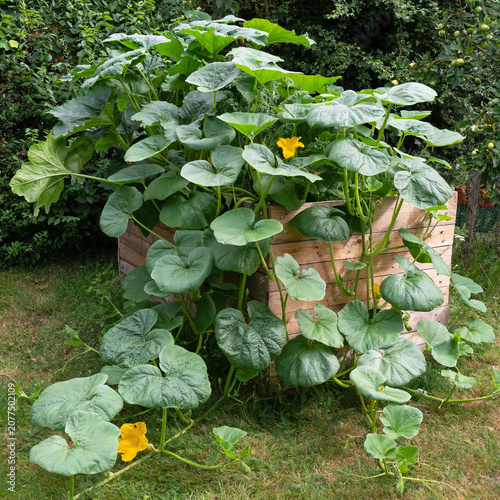 Hochbeet im Garten - Kürbis, Zucchini und Grünkohl wachsen prächtig im selbstgebauten Hochbeet aus Holz Palletten