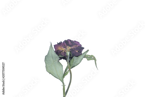 Dead purple rose with leaves on png background for botanical craft and collage