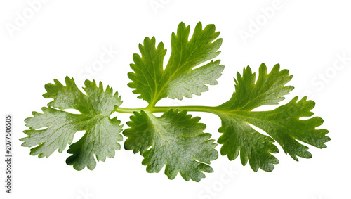 Konstfotografi Fresh green cilantro leaves with serrated edges