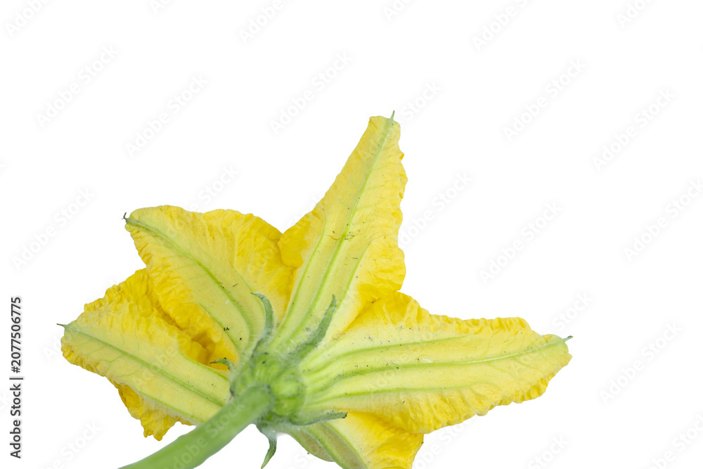 Fototapeta premium Bottom view of a yellow squash flower isolated on transparent png background