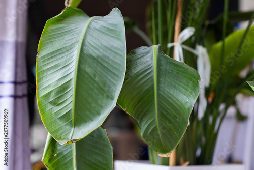 Schilderij op canvas Close-up of large green tropical plant leaves indoors