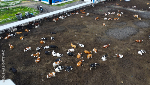 Fotografie Aerial View of Dairy Cows in an Outdoor Pen at a Modern Livestock Farm