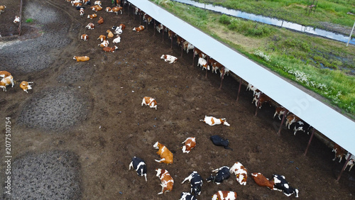 Fotografija Aerial View of Dairy Cows in an Outdoor Pen at a Modern Livestock Farm