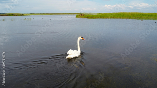 Bild auf Leinwand Aerial Low Angle View of a Mute Swan Swimming on a Calm Wetland Lake