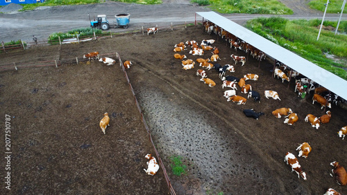 Fotografia Aerial View of Dairy Cows in an Outdoor Pen at a Modern Livestock Farm
