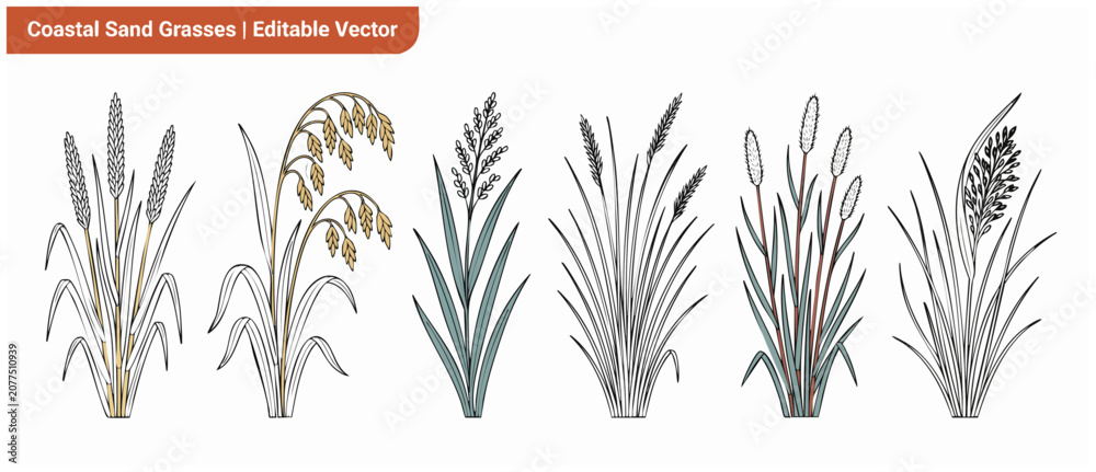 Obraz premium Coastal sand grass vector illustrations showing botanical wild beach dune plants set on white background. Minimalist line art graphic design elements for nature, shore, and summer prints, cards, brand