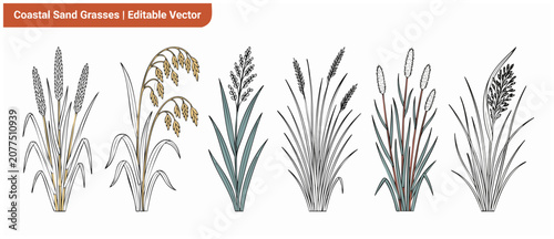 Coastal sand grass vector illustrations showing botanical wild beach dune plants set on white background. Minimalist line art graphic design elements for nature, shore, and summer prints, cards, brand