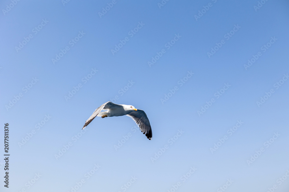 Fototapeta premium single seagull flying with open wings in clear, bright blue summer sky