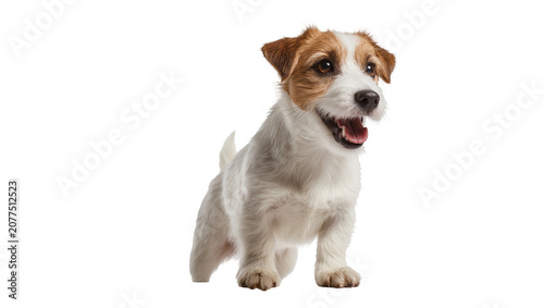 Fotografie Jack Russell Terrier dog with open mouth and happy expression