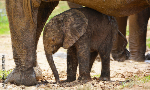 Φωτογραφία baby Ellie under mum