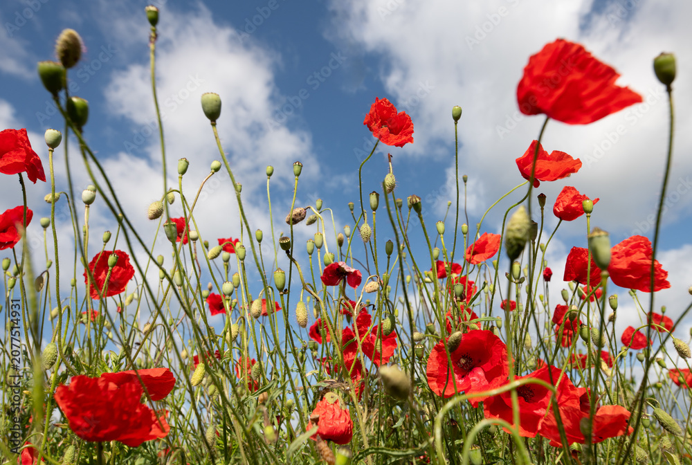 Fototapeta premium Bright red poppies bloom in a meadow against a blue sky dotted with clouds